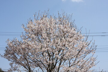 Sakura