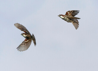 Spaanse Mus, Spanish Sparrow, Passer hispaniolensis