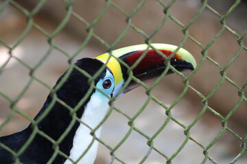Tucano