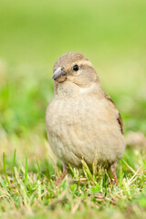 Spaanse Mus, Spanish Sparrow, Passer hispaniolensis