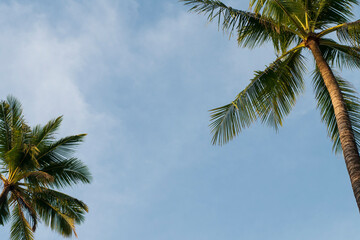 Obraz na płótnie Canvas Coconut tree leaf with cloud blue sky for holiday on tropical island sea beach concept