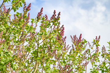 Syringa vulgaris, lilac flower with many blooms in the garden