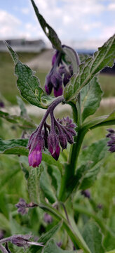 Closeup Shot Of Violet Withered Comfrey Flowers