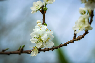 blossom in spring