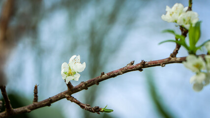 spring blossom in spring