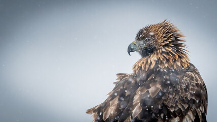 Golden eagle sitting in snow in Dalen in Telemark with negative space