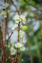 blossoming tree in spring