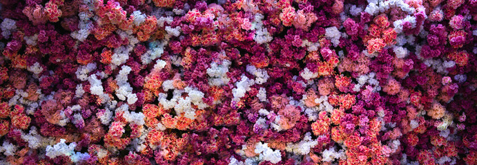 Wall of red and white flowers nature background - Powered by Adobe