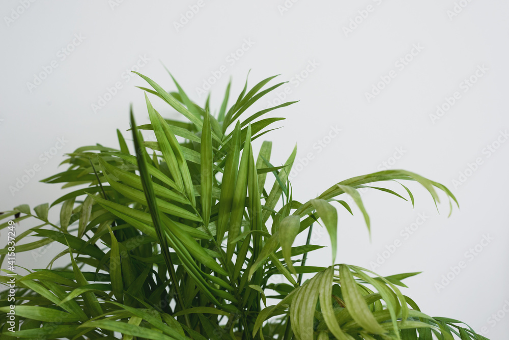 Wall mural selective focus photo young palm tree leaves against the white wall of the living room. natural home