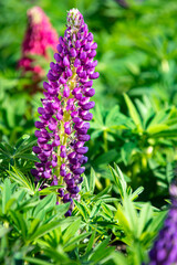 カラフルなルピナスの花