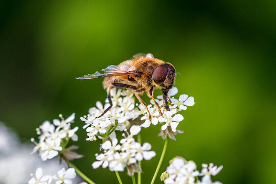 Close up of a Horsefly sitting on a white flower