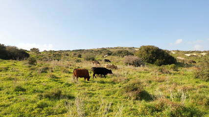 Cow herd with white birds on green hill- aerial view
, Judea plains close to Jerusalem drone view, Israel
