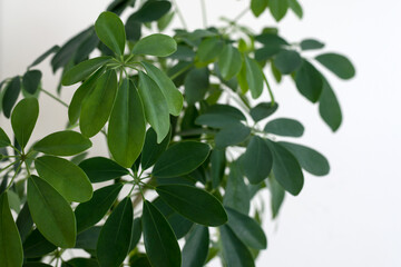 Schefflera arboricola leaves close up also known as umbrella tree plant. Natural green foliage background.