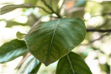 Zbliżenie na zielony liść rośliny, piękne naturalne tło.