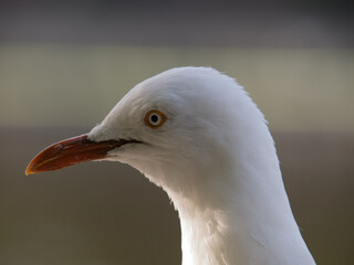 Larus novaehollandiae
