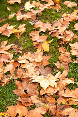 A vertical image of fallen maple leaves lying on green grass. Autumn lawn with large orange and yellow autumn leaves on the bright grass in the park. Soft daylight.