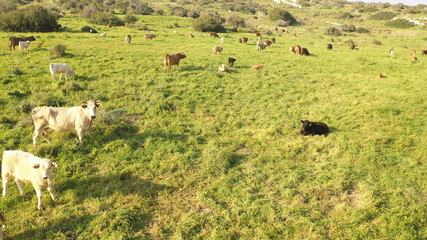 Cow herd with white birds on green hill- aerial view
, Judea plains close to Jerusalem drone view, Israel
