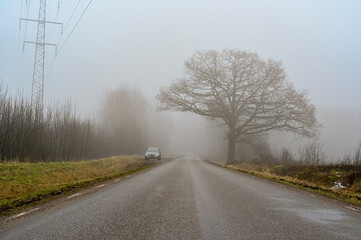Fototapeta premium big tree in silhuette road and car a misty morning