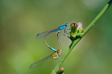 Coenagrion puella. two dragonflies on a green branch, place for text. a pair of dragonflies mate in a bright and green natural environment. close-up. light green background. blue and yellow dragonfly