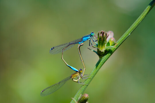 Coenagrion puella. two dragonflies on a green branch, place for text. a pair of dragonflies mate in a bright and green natural environment. close-up. light green background. blue and yellow dragonfly