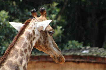 Girafa