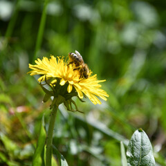 Biene sammelt Pollen auf gelbe Löwenzahn Blüte