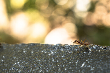 Zbliżenie na czerwone mrówki na szarym kamieniu i zielonym tle. - obrazy, fototapety, plakaty