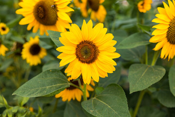 Sonnenblumenfeld im August