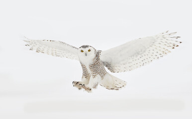 Snowy owl (Bubo scandiacus) closeup isolated on white background about to land in the snow covered field in Ottawa, Canada