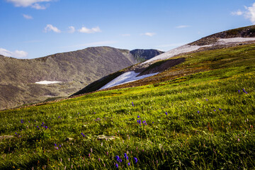 meadow in the mountains