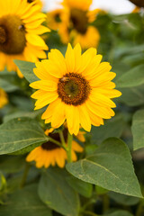 Obraz premium Sonnenblumenfeld im August