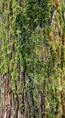 mossy tree texture 
