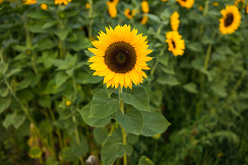 Sonnenblumenfeld im August