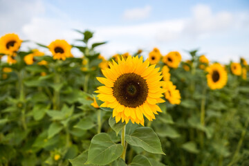 Obraz premium Sonnenblumenfeld im August