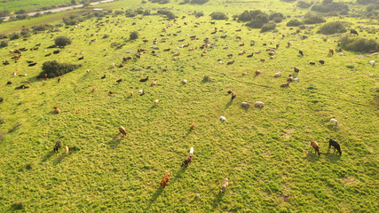 Cow herd with white birds on green hill- aerial view
, Judea plains close to Jerusalem drone view, Israel
