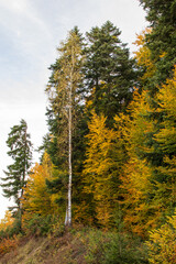 Fototapeta na wymiar autumn forest 