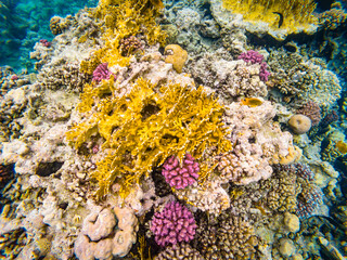 Naklejka na ściany i meble Underwater image of colorful corals in the Red Sea near Hurghada town in Egypt