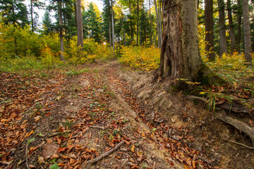path in autumn forest