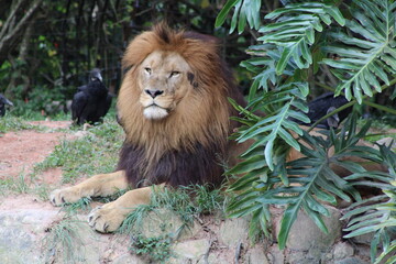 Naklejka premium Leão