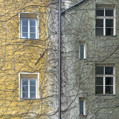 Branches of a tree growing on a wall of an old building in Innsbruck, Austria.