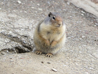 a Columbian Ground Squirrel sitting next to its burrow at the Takakkaw Falls, Yoho National Park, Rocky Mountains, British Columbia, Canada, August