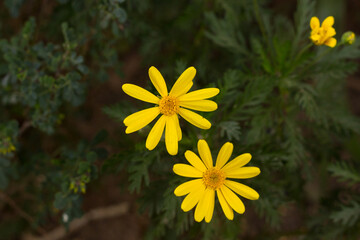 Fototapeta premium Yellow daisies