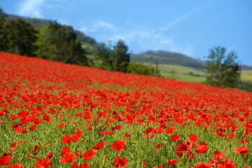 Poppy field. Red flowers of poppy, country landscape.