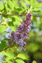 Syringa, lilac flowers blooming in the garden