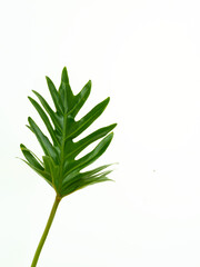 orchids and leaves on white background