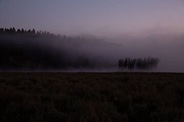 misty morning in the forest yellowstone national park