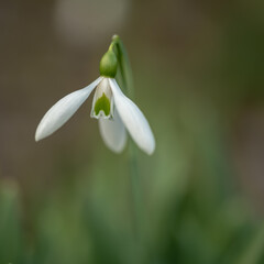 White snowdrop on a green grass lawn