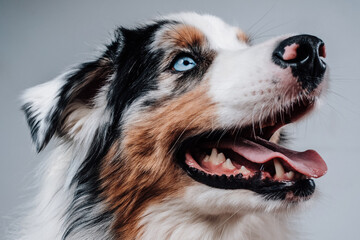 Australian breed dog with blue eyes and beautiful fur poses in white background looking away.