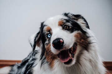 Headshot of australian breed dog with brown and blue eyes in white background. Best human's friend.