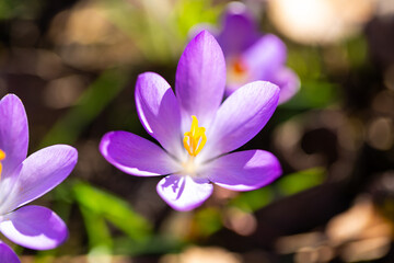 Crocuses on a spring meadow, signs of spring